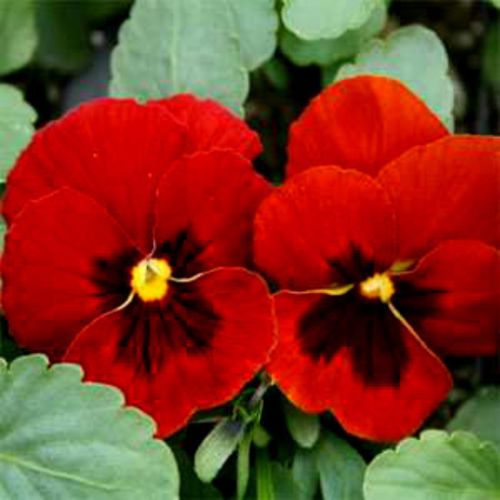 SALE,,,Fresh Red Alpenglow Pansy (20+ Seeds) House or Bedding Plant