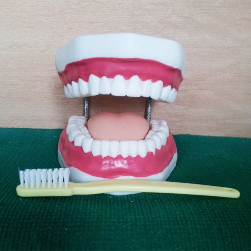 The teaching model of oral teaching model of tooth brushing