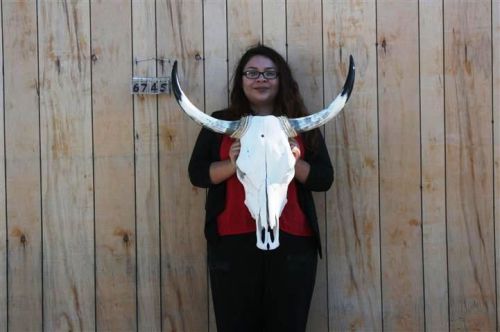 Steer skull long horns 2&#039; 3&#034; cow bull skulls horn h6745 for sale