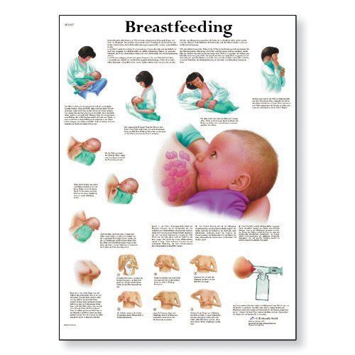 3b scientific vr1557l glossy laminated paper breastfeeding anatomical chart  pos for sale