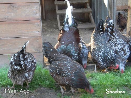 12 + (If Available) Speckled Sussex Hatching Eggs Georgia NPIP Certified