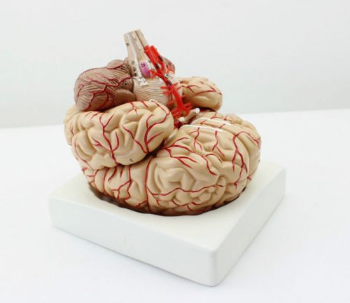 New Medical Anatomical Human Brain Model With Arteries Life Size