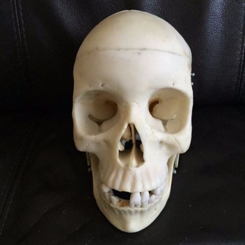 SOMSO QS 7 S Anatomical Model of Artificial Human Skull