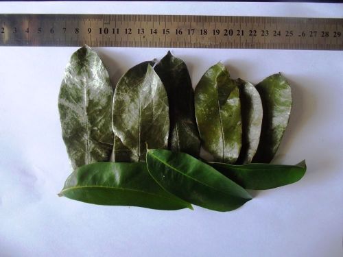 1 Kgs Herbs grade dried graviola/soursop leaf, comply with HACCP processing