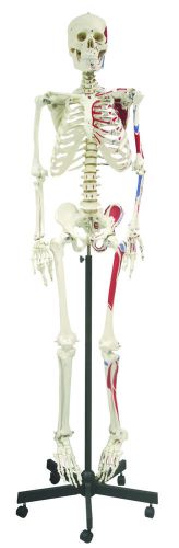 Vision Scientific Full Size Skeleton with Muscle  -66&#034; (168cm) Dust Cover