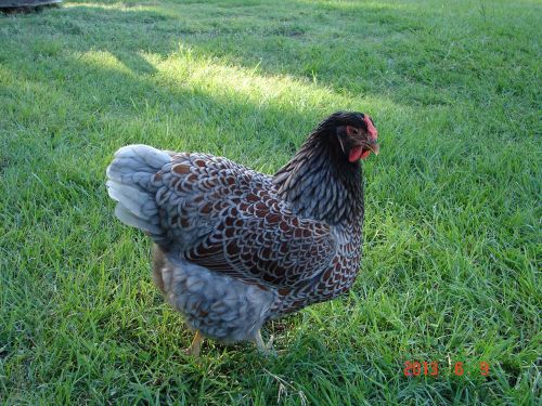 12+&#034;SQ&#034; Blue-laced Red Wyandotte Fertile Hatching Eggs