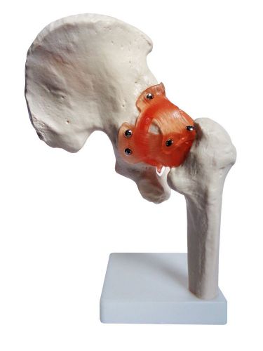 Old Nobby- Life Size Functional Hip Joint Anatomical Model with Ligaments
