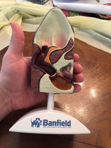Future Vet Anatomical Model Dog Ear Veterinary Bag Banfield  Model Rare Teaching