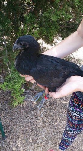 12 ULTRA RARE and PURE Ayam Cemani hatchable eggs from NPIP and certified flocks