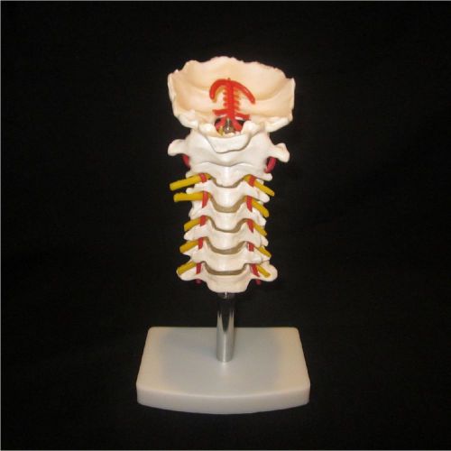 Life size chiropractic human cervical vertebral spine spinal anatomical model for sale
