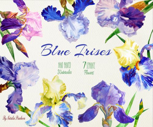Blue Irises. Digital watercolor clip art