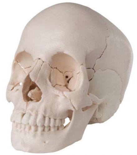 3B Scientific A290 Beauchene Skull in 22 Parts