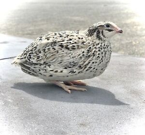 12+ Pearl Cotunix Quail Hatching Eggs