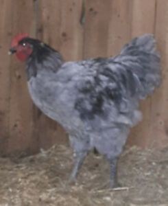 Jersey Giant Chicken Hatching Eggs
