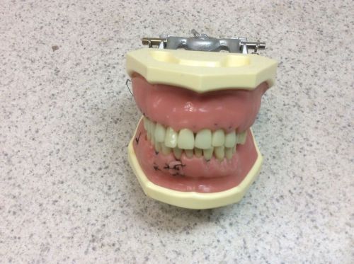 Dental Typodont