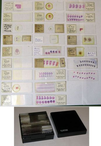 25 vintage microscope slides histology biology prepared glass set mammal+chick for sale