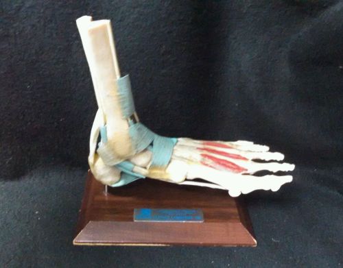 Medical Plastics Laboratory - Human Left Foot with Muscle Anatomical Model