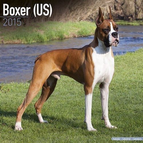 New 2015 boxer (us) wall calendar by avonside- free priority shipping! for sale