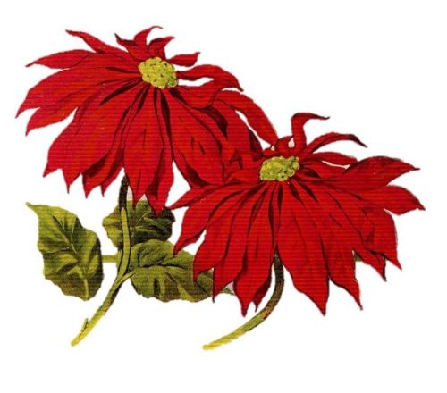 30 Personalized Return Address Labels Christmas Poinsettia Buy 3 get 1 free(cs2)