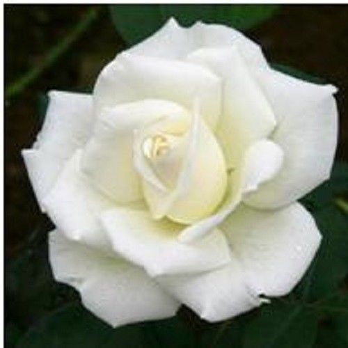 30 Custom White Rose Personalized Address Labels