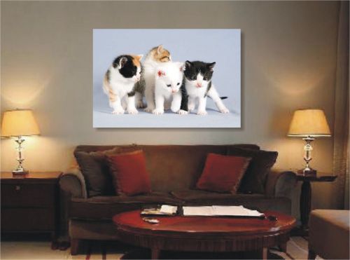 Canvas art print poster 24&#034;x36&#034; cute white kittens print wall decor-11 for sale