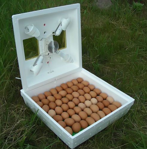 Incubator Electro-Mechanical ThermoRegulator 70-80 Eggs