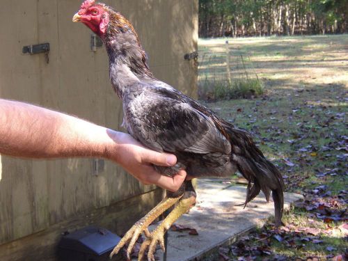 Asil game fowl Hatching Eggs - Dozen chicken eggs