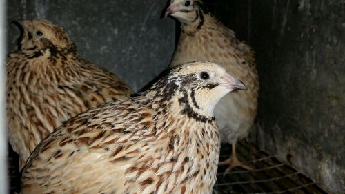 12+ Jumbo (Large) mangerian gold speckled Coturnix Quail Hatching Eggs