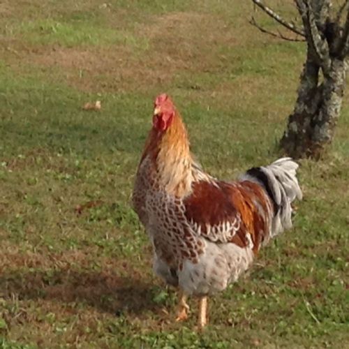 Fertile hatching eggs Wyandotte mixed Blue Laced Red and Golden Laced  10 + 2
