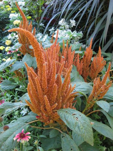 Sale,,,fresh beautiful amaranthus caudatus (hot biscuit)-(10+ seeds) wow!!! for sale