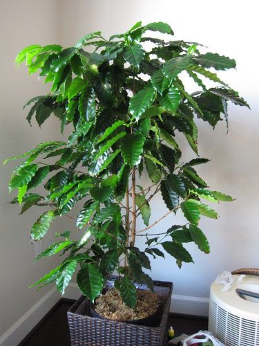 Fresh Yellow Kona coffee &#034;Hawaiian&#034;(5 Seeds) Best Tasting, House Plant, L@@K!!