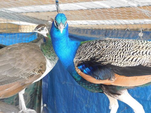 3 Indain Blue Peacock Hatching Eggs