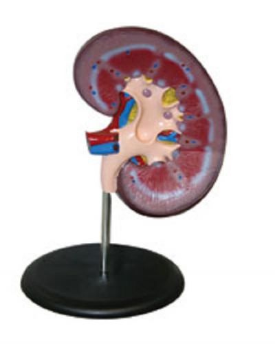 Kidney Anatomical Model