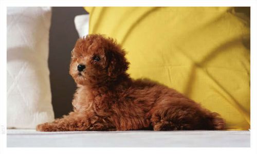 y328 Poodle Puppy Dog (Wall Banner Only)