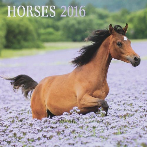 16-Month 2016 HORSES Wall Calendar NEW &amp; SEALED Beautiful Animals Pony Ponies