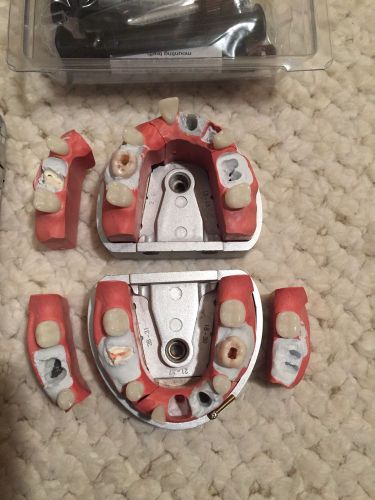 Acadental Modupro Endo MPE-130 Typodont