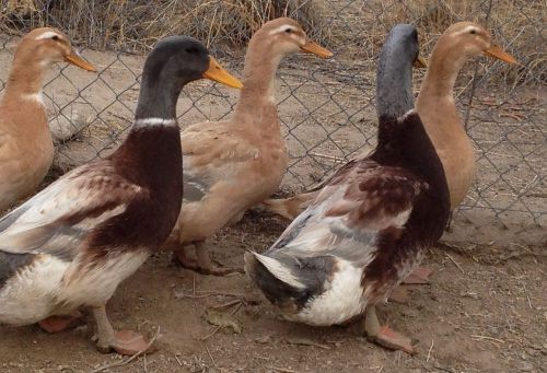 5+ Fertile Duck Hatching Eggs, SAXONY - PURE BREED - RARE  !!