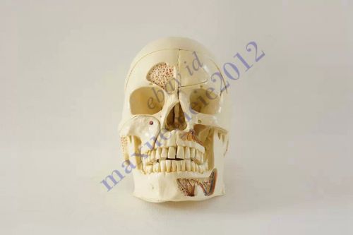 RS human Skull  bone model Disarticulated Professional Quality display 10 PARTS