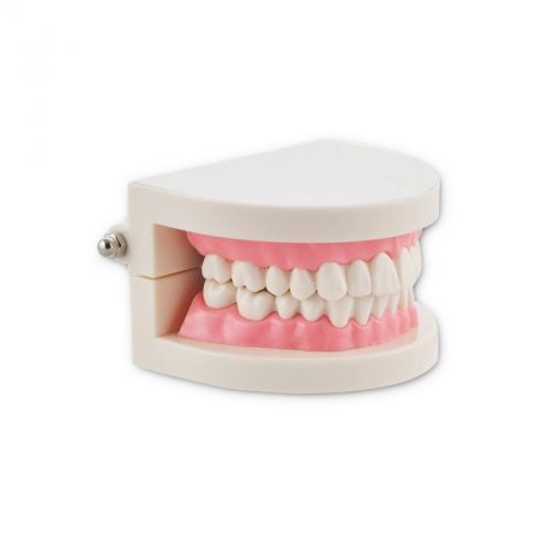 Dental dentist flesh pink gums standard teeth tooth teach model one set for sale