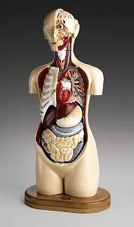 Torso PROFESSIONAL Deluxe 16-part Anatomical Teaching Model LFA #2384 38&#034; Tall