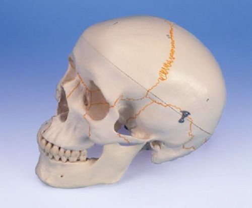 New 3b scientific classic human skull w/ numbering wow! for sale
