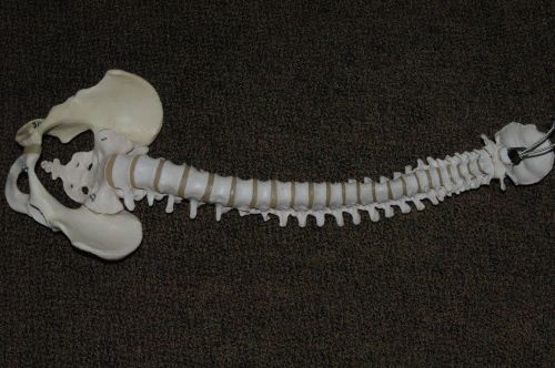 Life Sized Flexible Chiropractic Human Spine Model 31 INCH LONG
