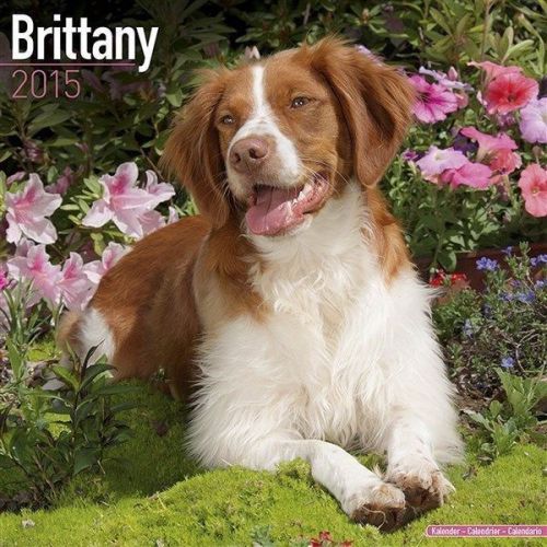 New 2015 brittany wall calendar by avonside- free priority shipping! for sale