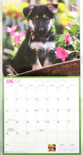 New 2015 Puppies Wall Calendar With Holidays 16 Month 12x12 Cute Dog Pictures