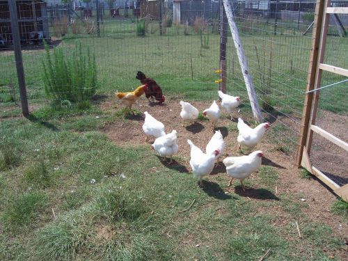 6 **CORNISH X ROCK **Granddads Broiler **   HATCHING EGGS @@HEAT PACK@@