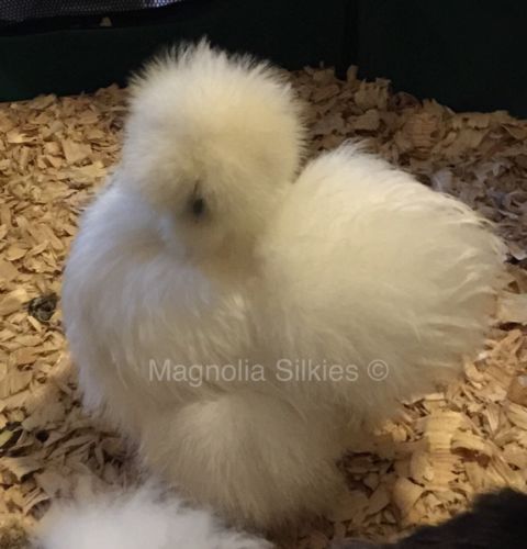 18 Silkie Hatching Eggs - Show/Breeder Qaulity Stock - Pure Colors