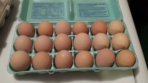 10+ Black Sex Link Hatching Eggs