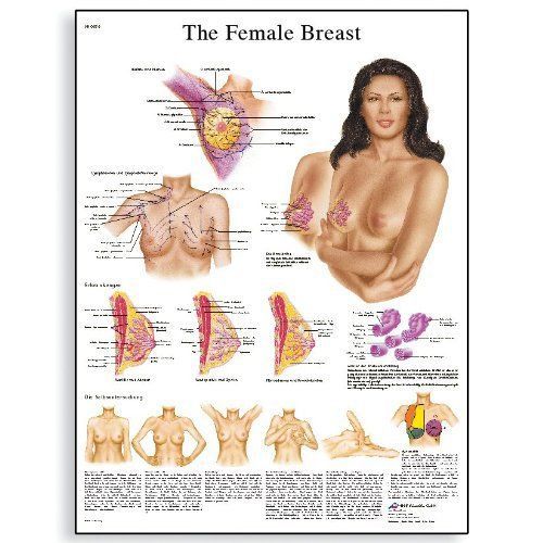 3b scientific vr1556l glossy laminated paper female breast anatomy  pathology an for sale