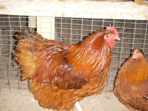 10 Red 100% English  Orpington Hatching Eggs Greenfire / Sacre bloodlines