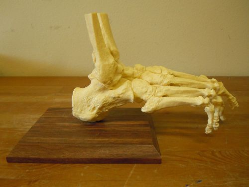 Vintage Dr. Office 9-Inch Anatomical Foot Ankle Bone Anatomy On Wooden Base